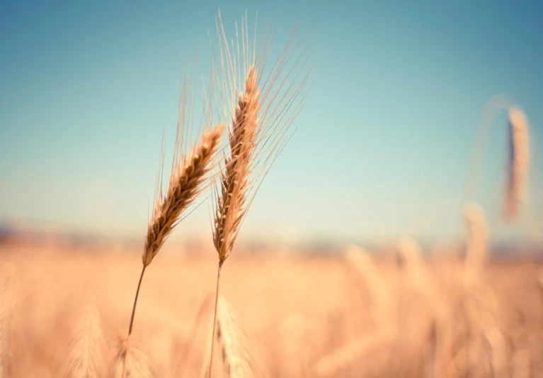 ¿El gluten es malo para todo el mundo?